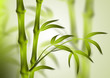 bamboo