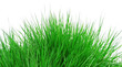 GRASS