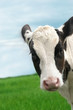 calf