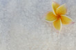 fleur de frangipanier sur du gros sel