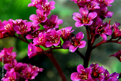 Photo: Bergenia Cordifolia flowers Bergenia Cordifolia flowers