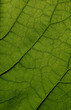 Feuille