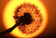 Dandelion on the sun disc
