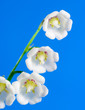 Lily of the valley