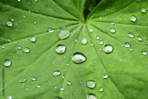 Foto: Abperlende Wassertropfen Abperlende Wassertropfen