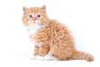Small white and brown kitten with blkue eyes