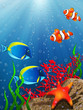 Coral reef