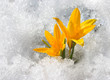 Spring is coming - yellow crocuses in snow Spring is coming - yellow crocuses in snow