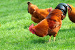 Huhn 13