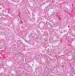 Microscope picture of human testis