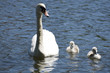 Ein Schwan mit seinen 2 jungschwänen