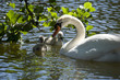 Ein Schwan mit seinen 2 jungschwänen
