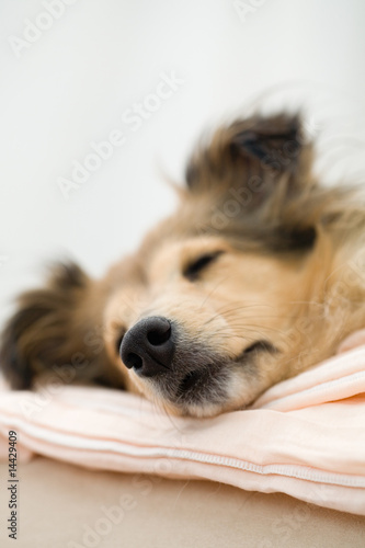 Photo: Sheltie Sheltie