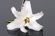close-up of Madonna lily