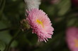 blume