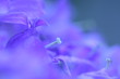 blume