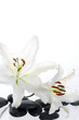 couple close-up of Madonna lily and spa stone
