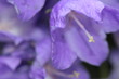 blume