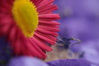 blume