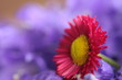 blume