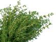 bouquet de thym bouquet de thym