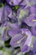 blume