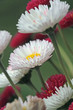 blume