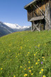 Alpine pasture
