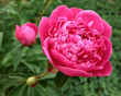 Pivoine ouvert Pivoine ouvert