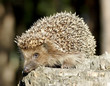 Hedgehog on the stump