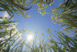Wheat and Sun
