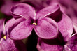 Lilac flower