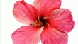 Fermeture d'une fleur d'hibiscus rouge.