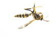 Photo: Dangling Bee Dangling Bee