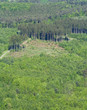 Forest top view