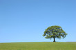 Oak Tree Beauty