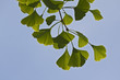 Gingko