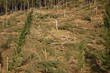 Holzbruch