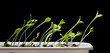 Green saplings isolated on black