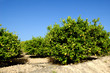 Lemon trees