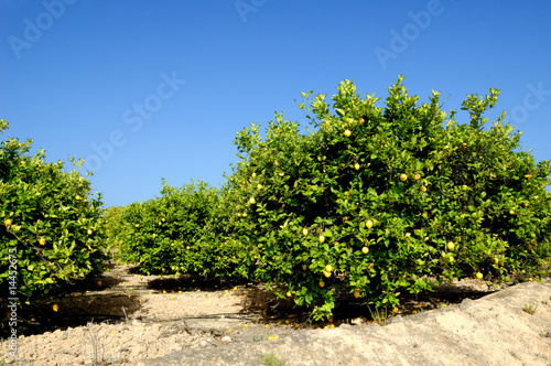 Lemon trees