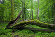 Deciduous stand of Bialowieza Forest Deciduous stand of Bialowieza Forest