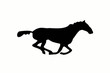 Cheval au grand galop - Horse at full gallop