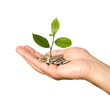 Hand with tree growing from pile of coins Hand with tree growing from pile of coins