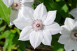 Clematis, Beautiful White Flower