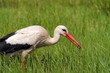 Foto: Weißstorch mit Beute Weißstorch mit Beute