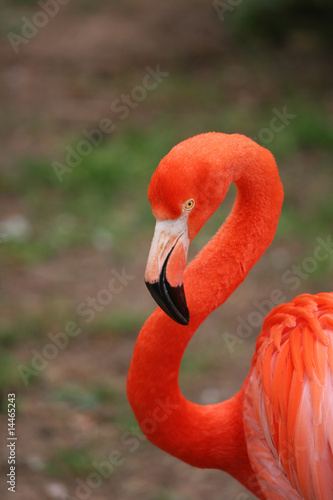 Foto: Flamingo Flamingo