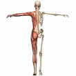 Weiblich Anatomischer Körper