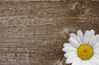 margeritenblüte auf holz