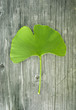 Foto: ginkgo blatta auf holz ginkgo blatta auf holz